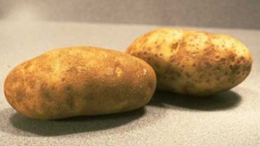 Ученые расшифровали геном картофеля
                