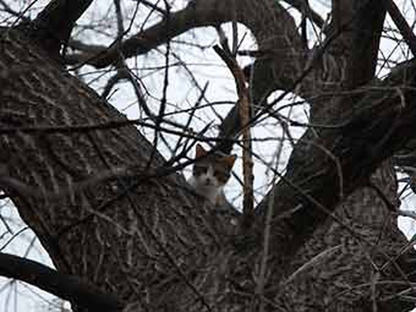 Кемеровский кот две недели ждал спасателей на дереве