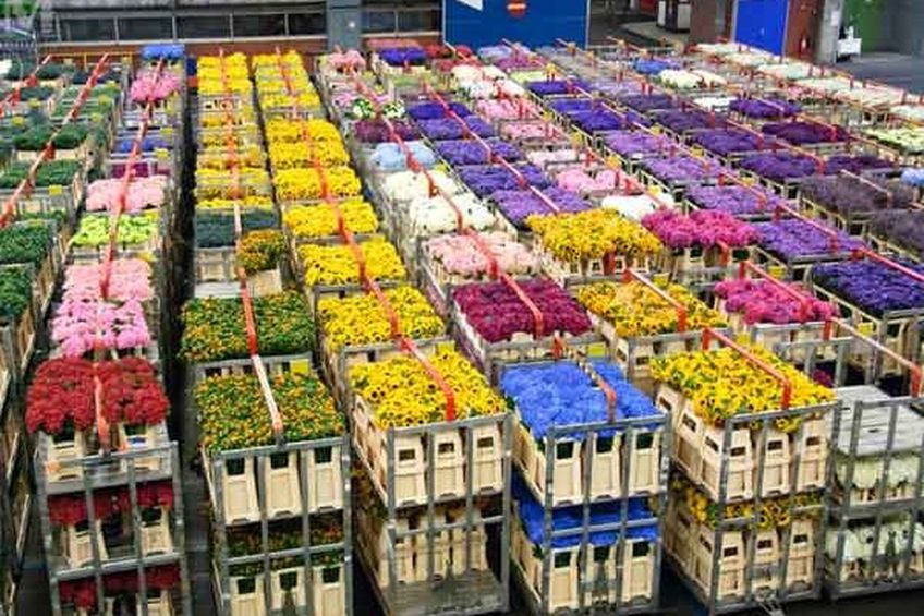 Теневой бизнес: торговцы цветами под подозрением