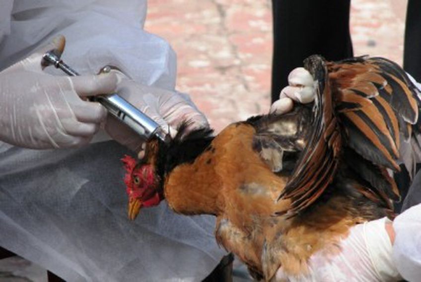 В Гонконге начинается эпидемия птичьего гриппа