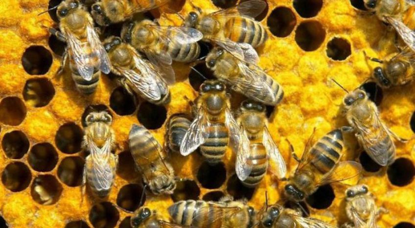 Обама предложил выделить 50 млн долларов на спасение пчел
