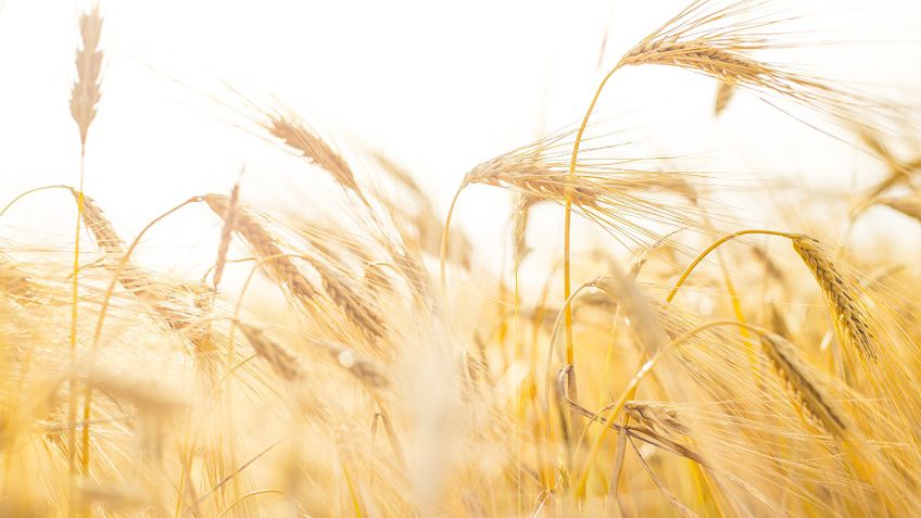 Из-за затяжной засухи и низких закупочных цен положение литовских производителей зерна – одно из худших в Европе