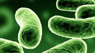 37 миллионов бактерий летает в вашей комнате