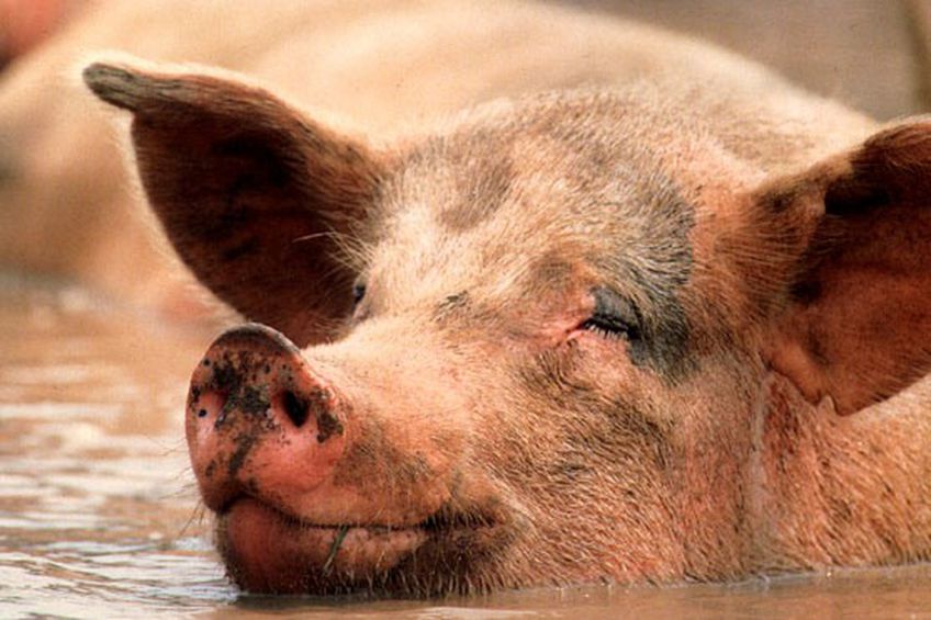 Из-за чумы в Литве утилизировано больше 10 тыс. свиней

