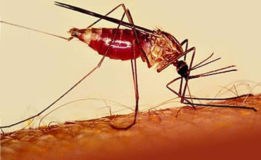 Малярия в мире отступает, но медленно