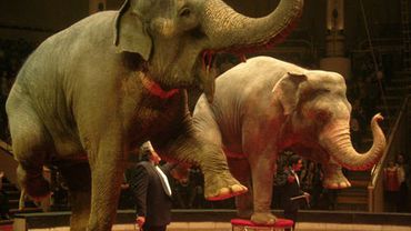 В Великобритании запретили содержать животных в цирках                