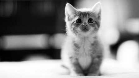 Кавайные картинки вызывают бессознательную агрессию