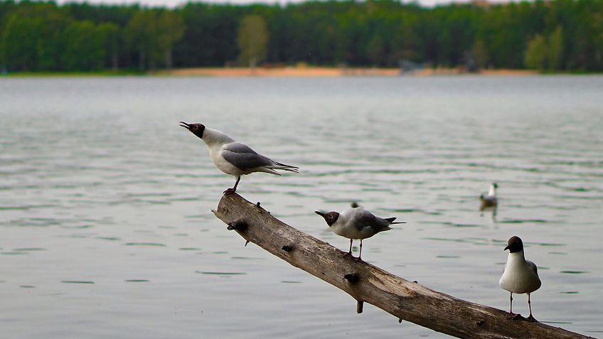 Безопасны ли места купания в Висагинском озере?