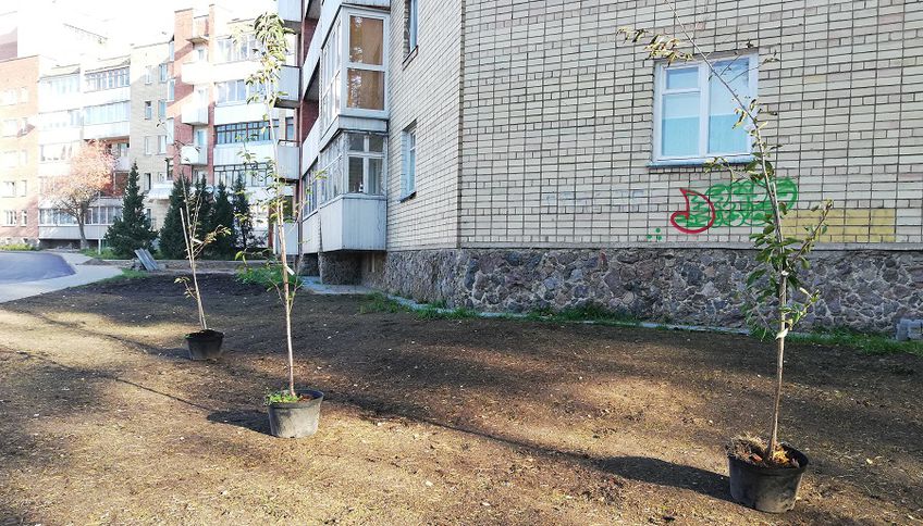 Началось озеленение дворов квартала Парко-Седулинос