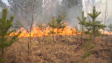 В Литве из-за экстремальной жары объявлена высшая степень пожароопасности