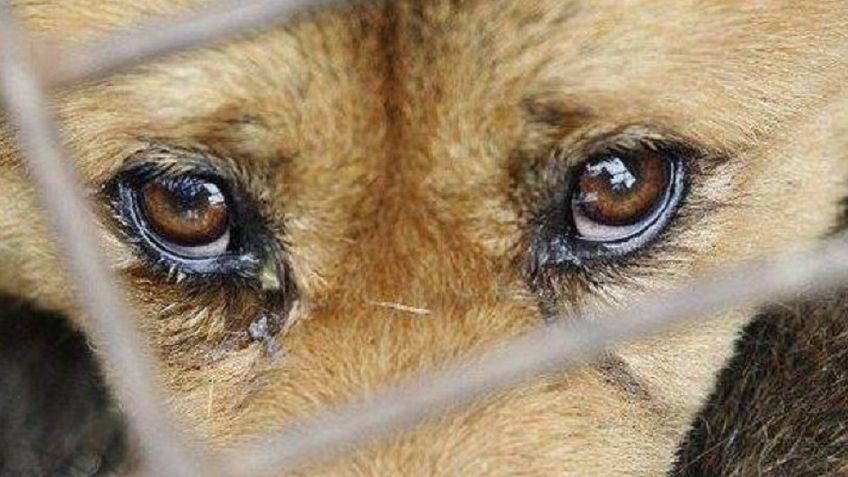 Už žiaurų elgesį su gyvūnais siūloma iki 5 metų uždrausti juos laikyti