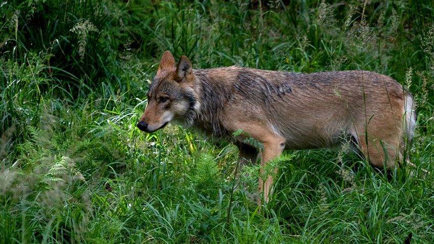 Prasideda vilkų medžioklės sezonas: leista sumedžioti 190 vilkų