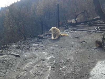 Собака месяц ждала хозяев на месте их сгоревшего дома в Калифорнии - Это интересно