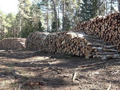 О вырубке лесов вокруг Висагинаса (видео) - В Висагинасе