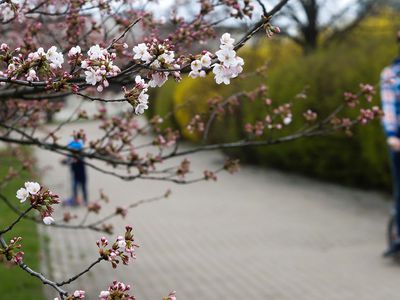 Правительство Литвы продлило карантин до 11 мая - Литва и страны Балтии