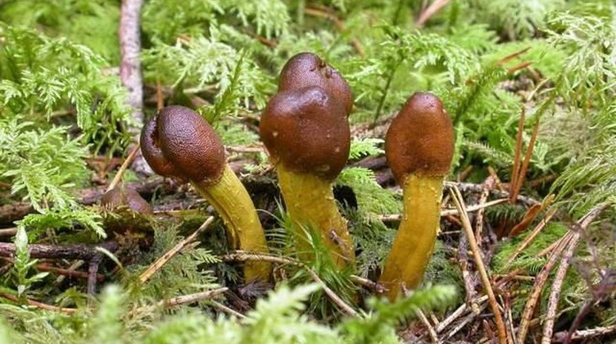 Что стоит за сотнями объявлений о приеме на высокооплачиваемую работу? - Хобби, отдых и развлечения