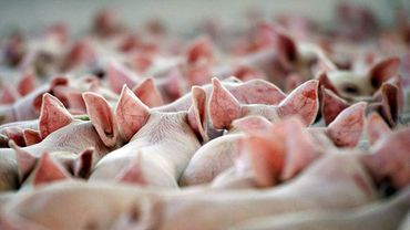Литва намерена запросить у ЕС 20 миллионов евро на борьбу с африканской чумой свиней