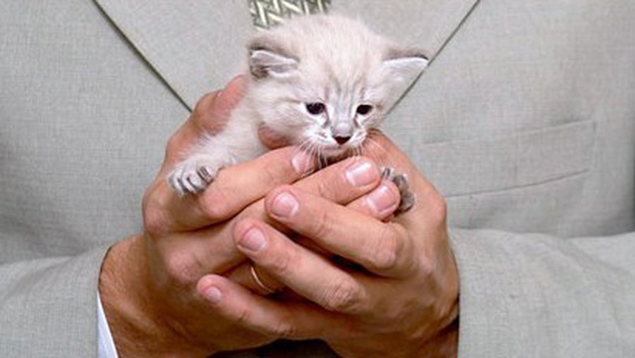 Хищник в доме - Хобби, отдых и развлечения