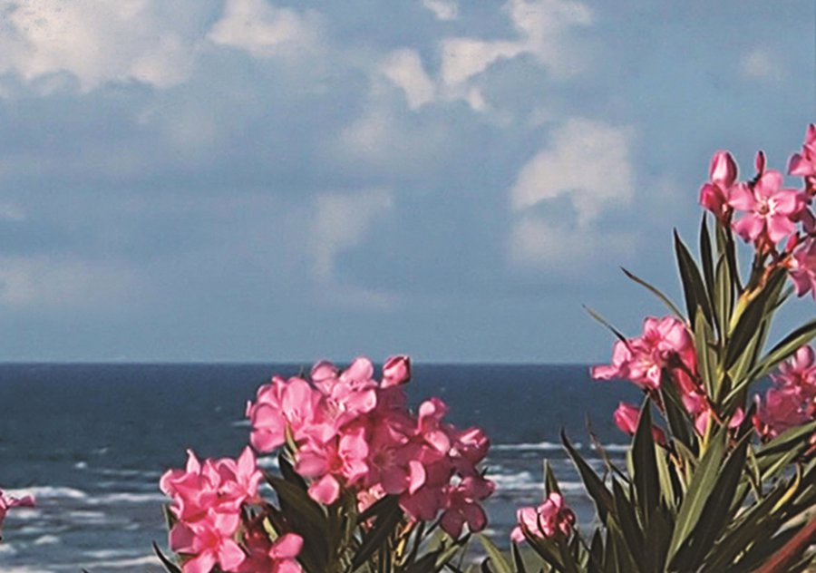 Приглашаем на «Море цветов»  - В Висагинасе