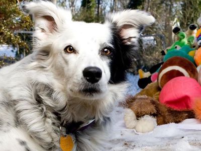 В США умерла "самая умная" в мире собака - Это интересно