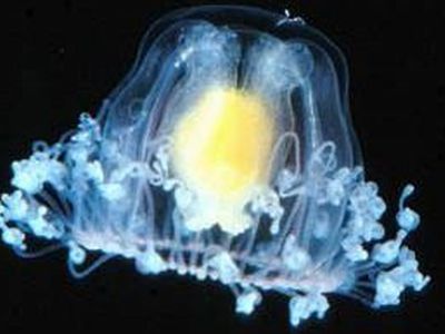 Найдено бессмертное живое существо - Наука и здоровье