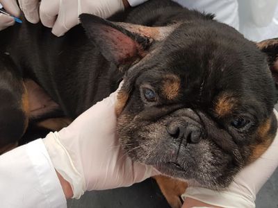 Socialiai remtinų gyventojų augintiniai bus ženklinami nemokamai - Lietuva ir Baltijos šalys