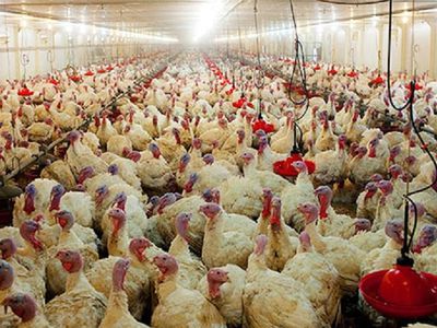 В Польше на индюшиной ферме установлен птичий грипп - Литва и страны Балтии