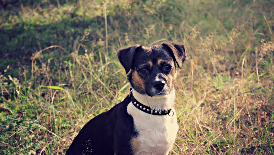 Участник № 31 конкурса «Мой домашний любимец» - Конкурсы для читателей