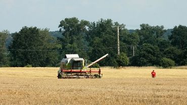 Урожай зерна в Литве – прекрасный и в этом году, но закупочные цены – ниже, чем в прошлом