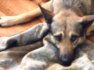 Дай, Джек, на счастье лапу мне...                                                                                                                      - В Висагинасе