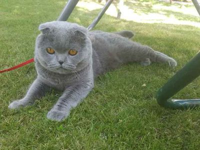 Участник №15 конкурса «Мой домашний любимец» - Конкурсы для читателей