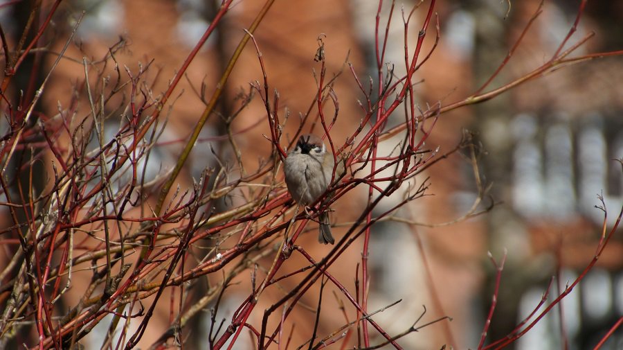Сюрпризы погоды: После гололеда - более 20 градусов тепла - Литва и страны Балтии