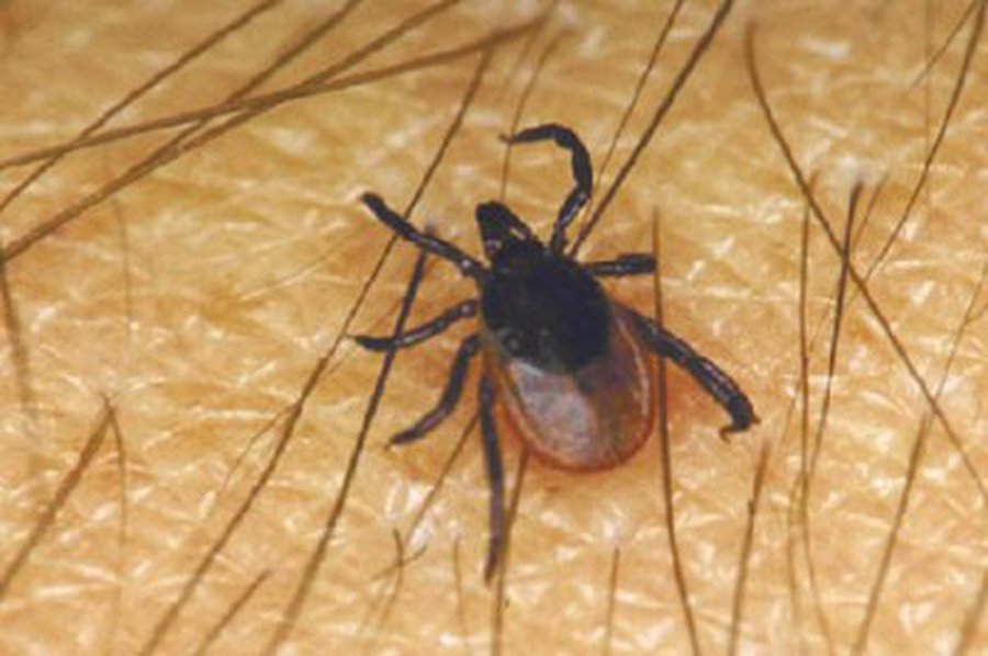 Tarp žibuoklių – erkė - Lietuva ir Baltijos šalys