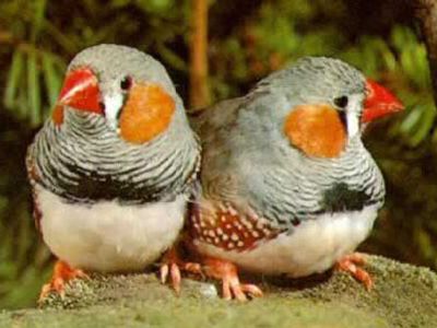 Ученые на примере птиц объяснили, почему люди изменяют своим супругам                 - Наука и здоровье