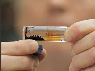 Нефтяные разливы предложили очищать при помощи магнитов - Наука и здоровье