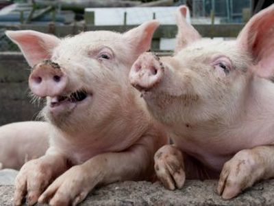 Россия запретила ввоз мяса и субпродуктов из США - В Мире