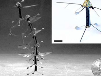 Насекомые подарили роботам свои глаза - Наука и здоровье