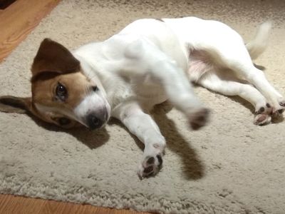 Участник № 46 конкурса «Мой домашний любимец» - Конкурсы для читателей