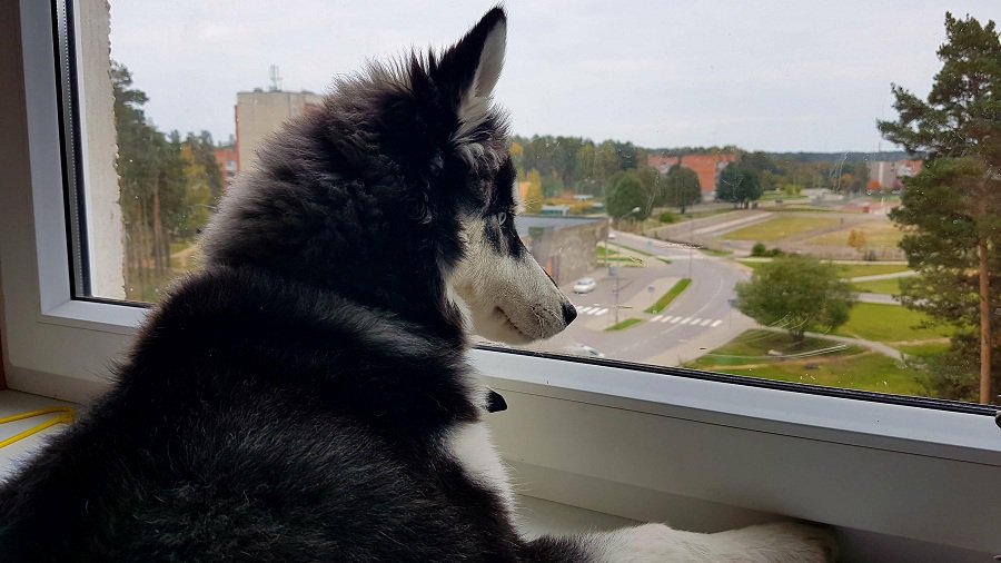 Участник № 29 конкурса «Мой домашний любимец» (Видео) - Конкурсы для читателей