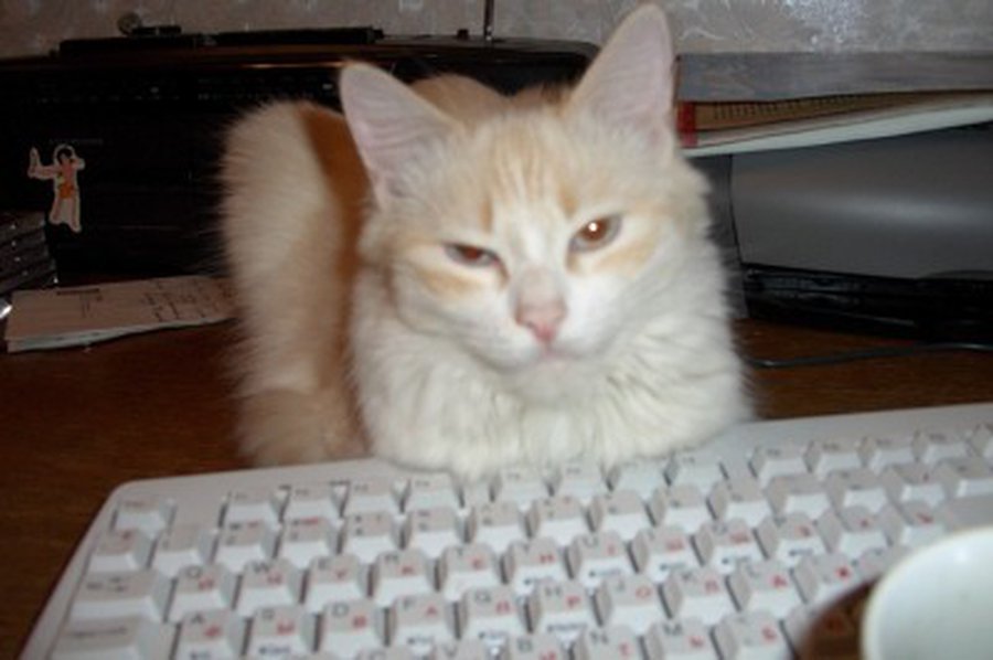 Комментировать могут все, но ...                                                 - Новости TTS