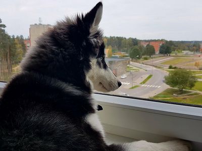 Участник № 29 конкурса «Мой домашний любимец» (Видео) - Конкурсы для читателей