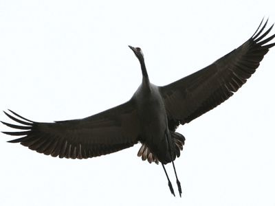 Приглашает танцевальный фестиваль «Gervė 2012»                                                                                                         - В Висагинасе