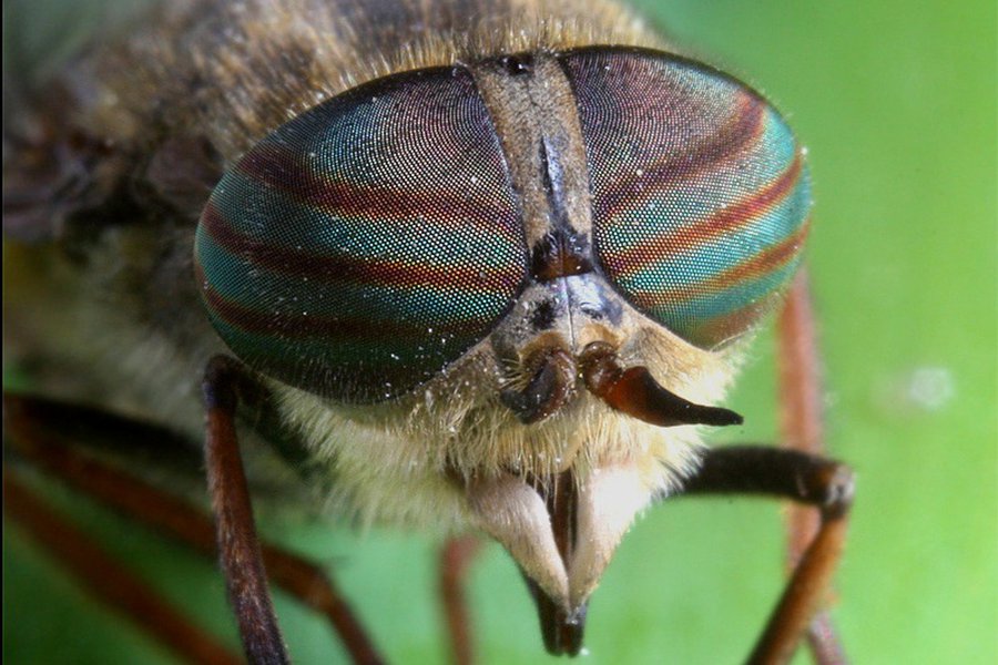 Цветная камера ночного видения разработана в Швеции - IT новости