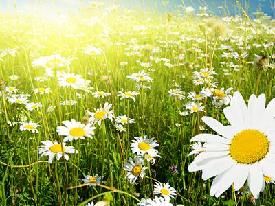 Сегодня – праздник по случаю Троицы - В Висагинасе