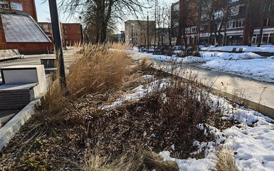 Скоро ли появятся цветы на клумбах и газонах? - В Висагинасе