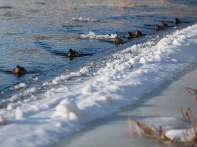 Per šventes orai bus visai ne žiemiški - Lietuva ir Baltijos šalys