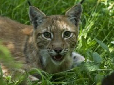 Натуралистам удалось снять на камеру играющую рысь - Это интересно