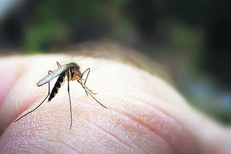 «Кровопийцы» боятся гвоздики, жары и чесночного сока - Наука и здоровье