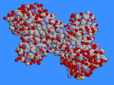 Обогащенная белками диета – полезна - Наука и здоровье