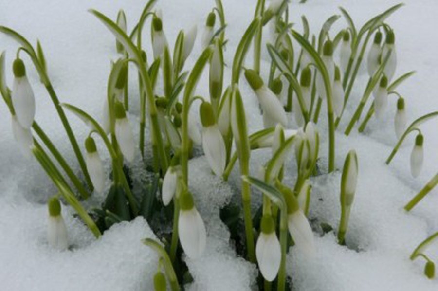 Šią savaitę pakvips pavasariu - Lietuva ir Baltijos šalys